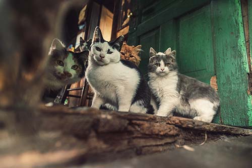 cats in an animal hoarding environment